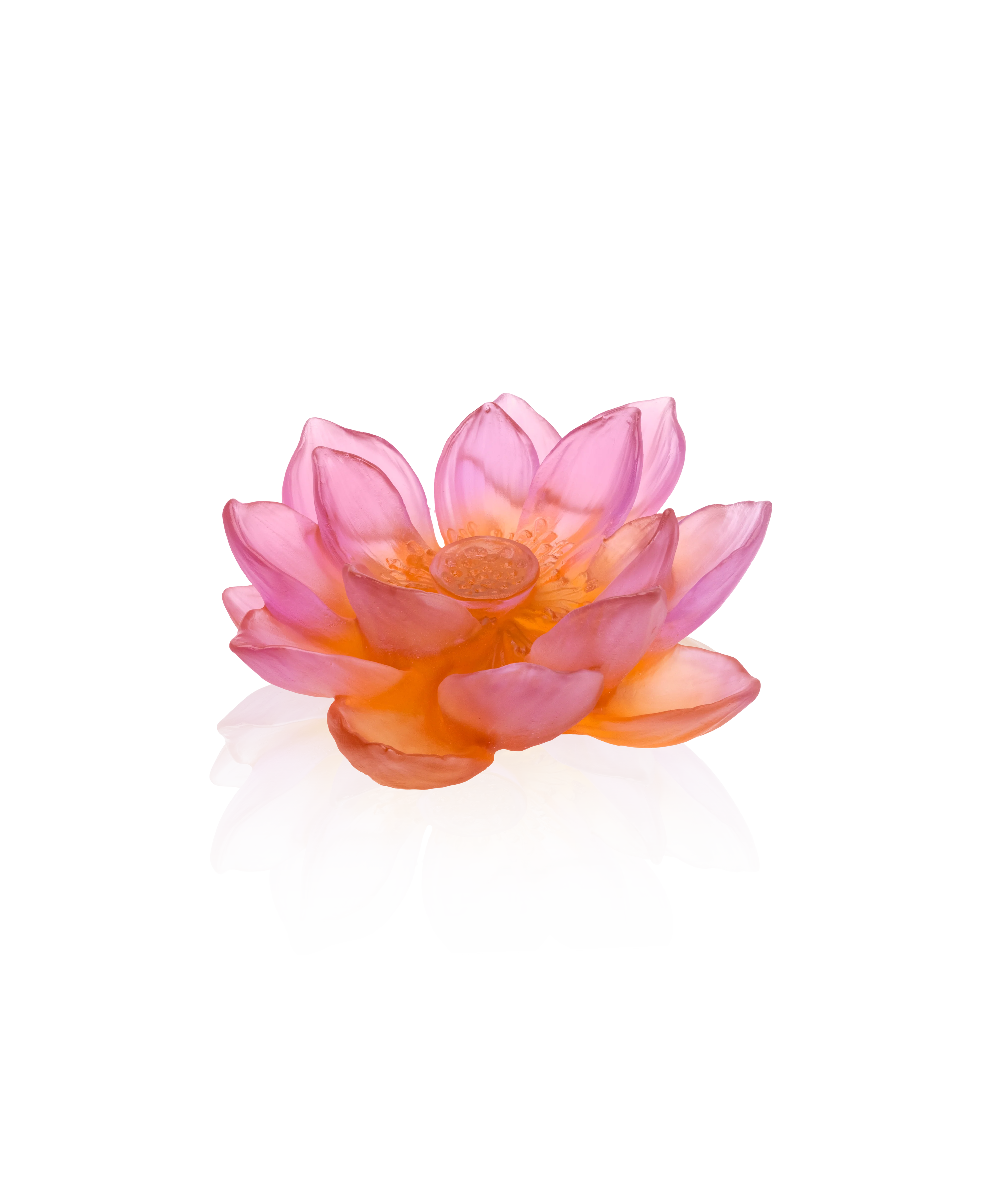 Jardin de Lotus Fleur décorative Ambre-rose