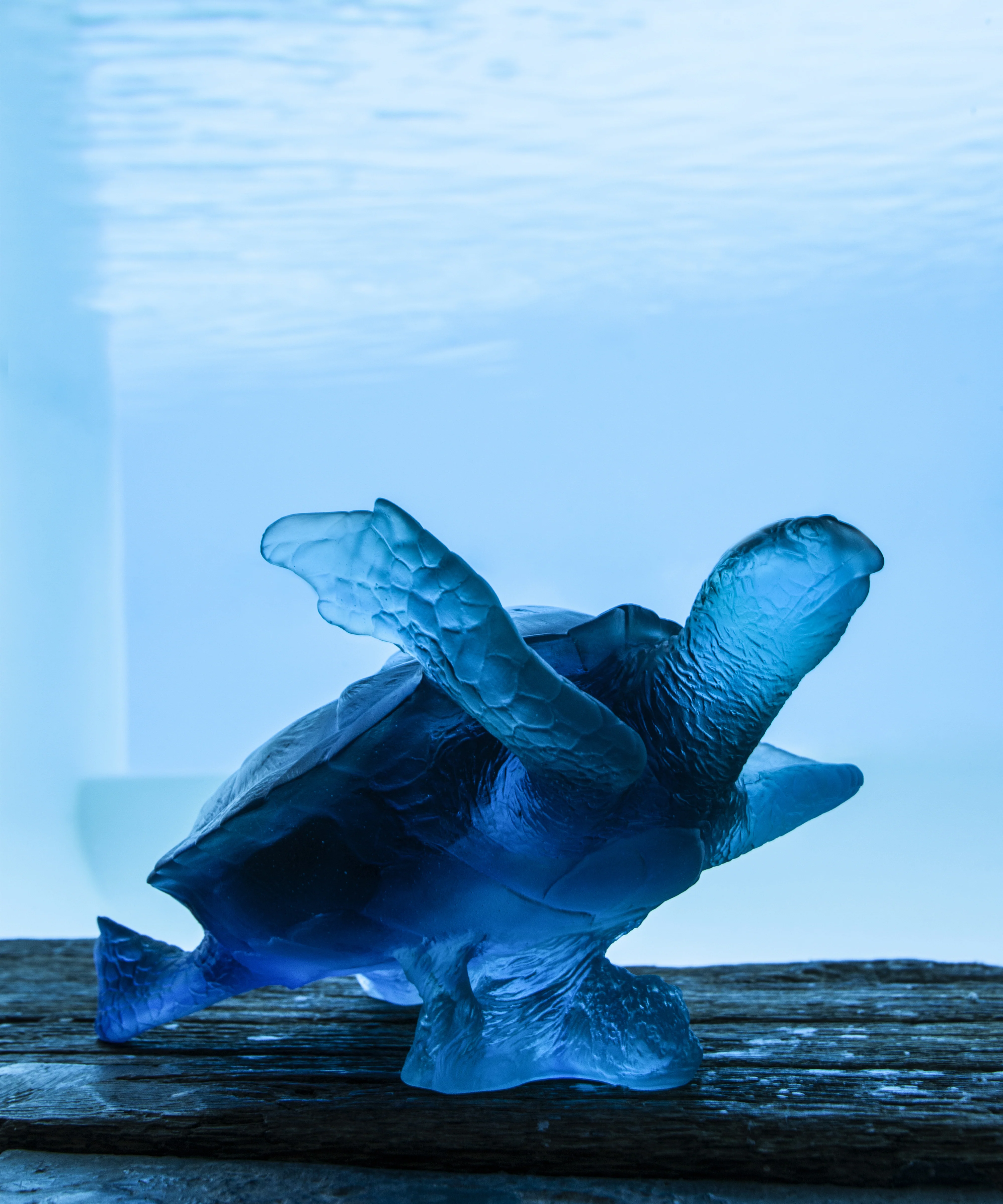 Mer de Corail Tortue de mer grand modèle Bleue - Image 4