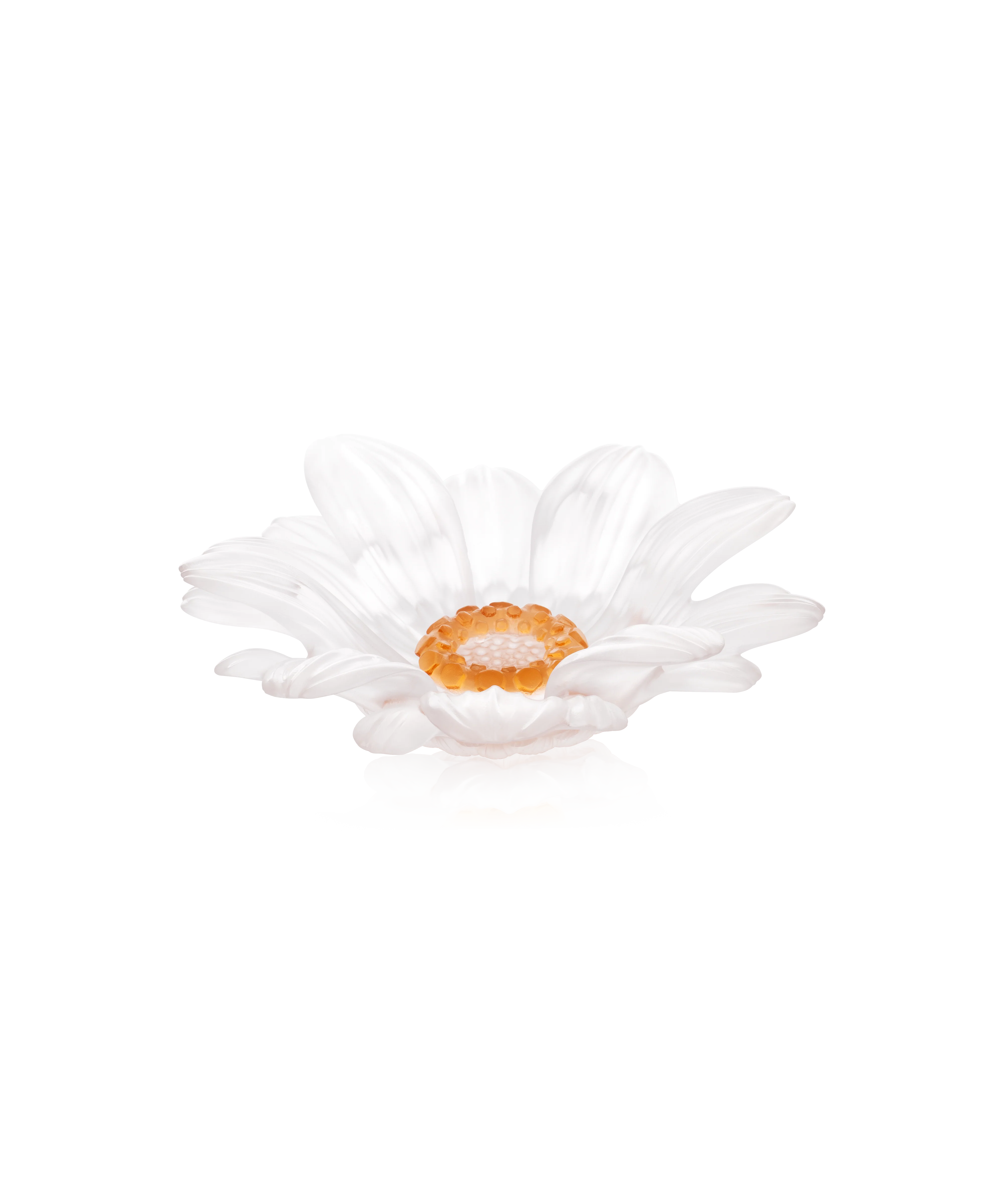 Or d'Abeille Fleur de présentation petit modèle blanche