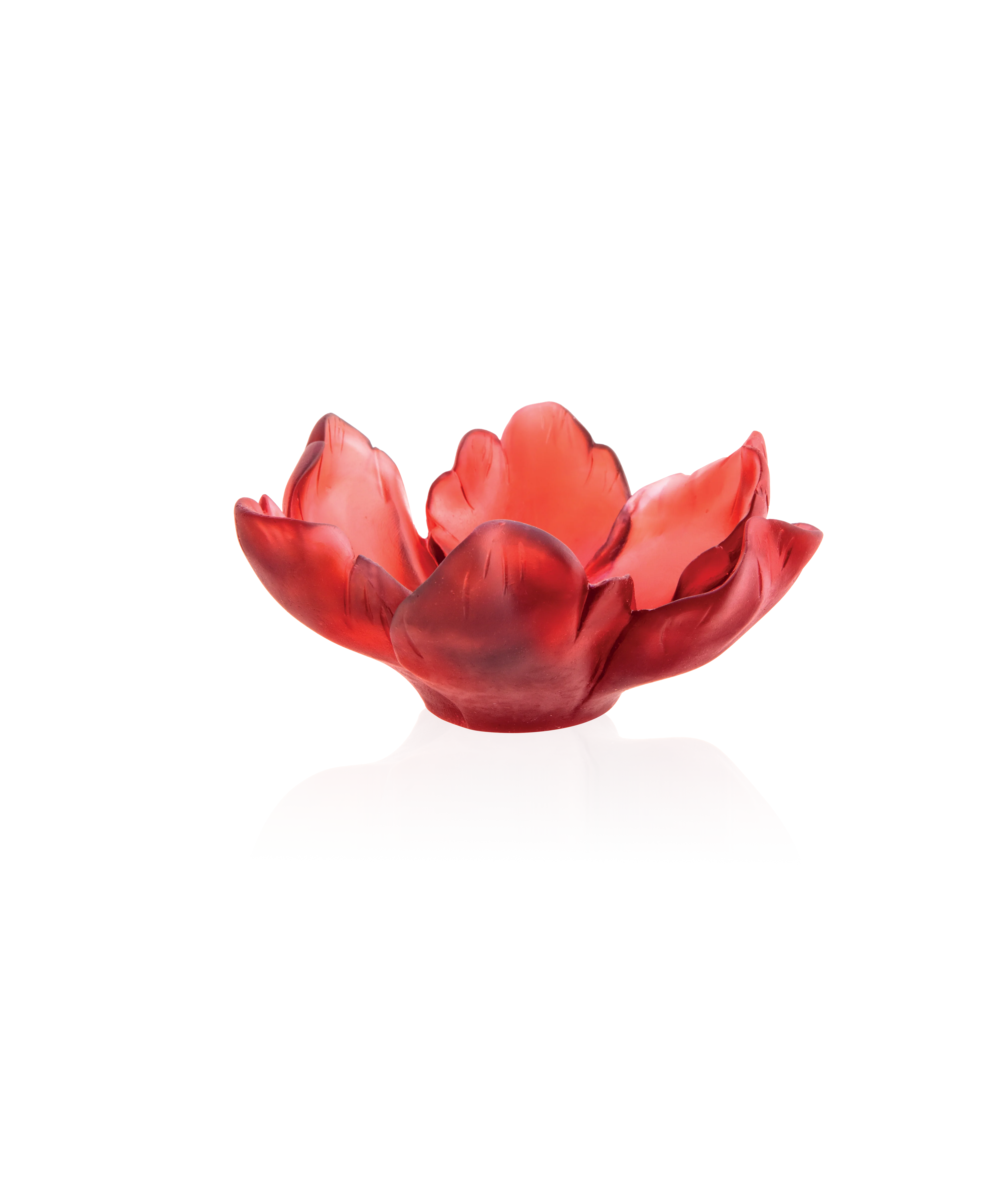 Tulipe Coupelle Rouge